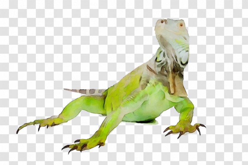 Common Iguanas Tyrannosaurus Green Iguana Fauna - Vertebrate Transparent PNG