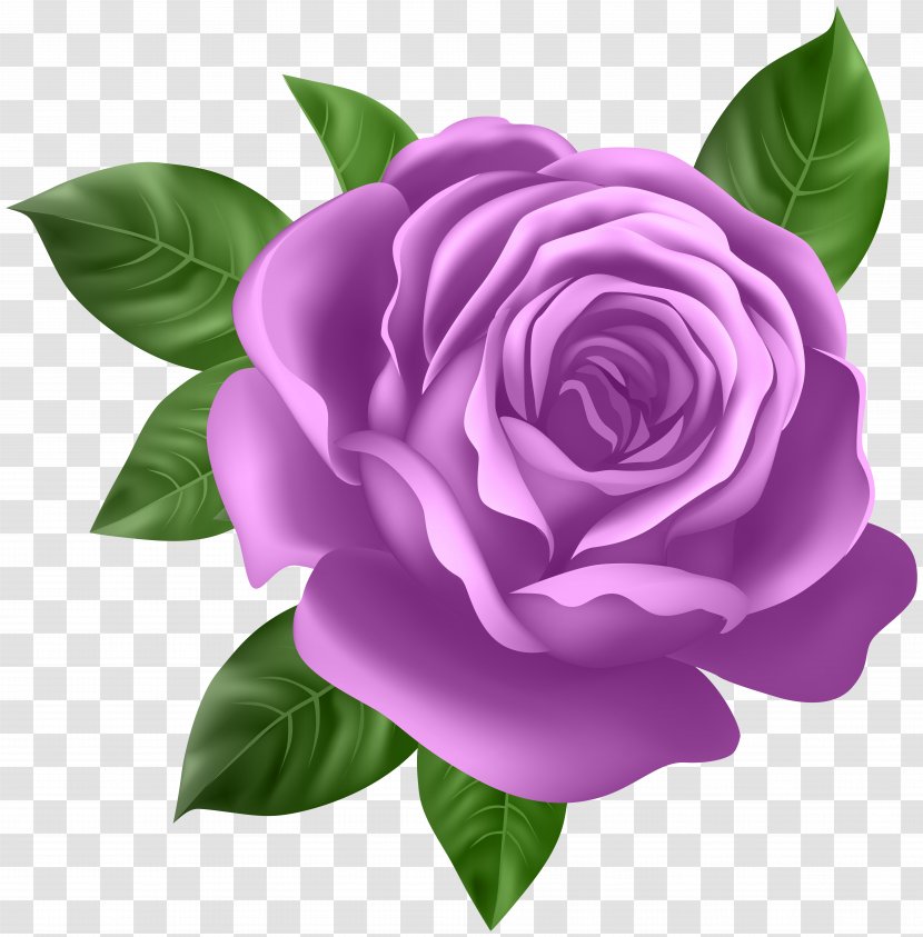 Rose Clip Art - Plant - Purple Transparent PNG