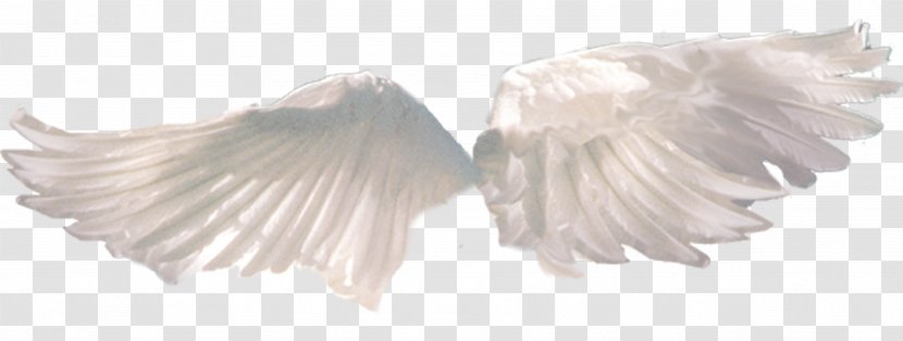 Social Media - Information - Flying Angel Transparent PNG