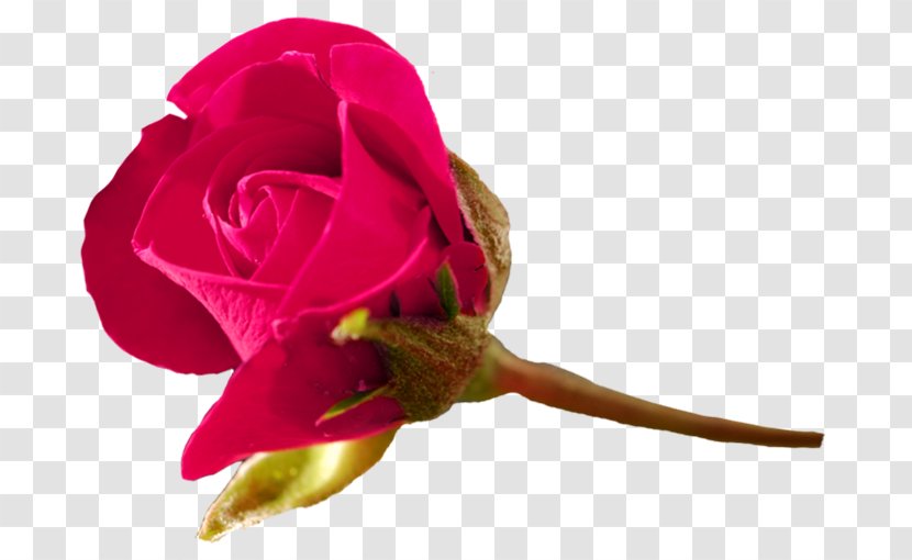 Garden Roses Cabbage Rose Cut Flowers Plant Stem - ROSAS ROJAS Transparent PNG