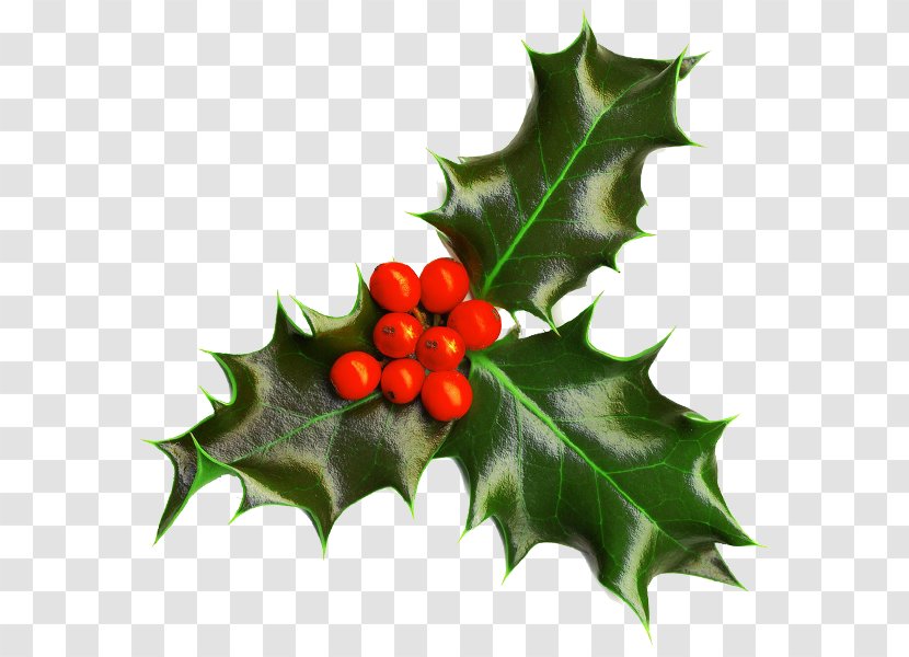 Christmas Decoration And Holiday Season Plants Common Holly - Natural Foods - Mistletoe Transparent PNG