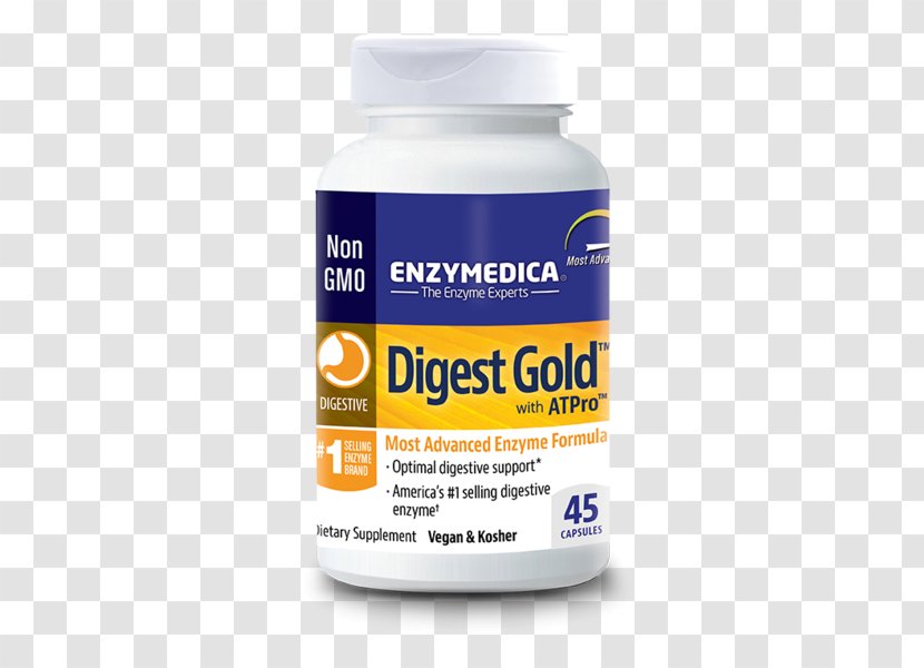 Dietary Supplement Digestion Digestive Enzyme Probiotic - Gastrointestinal Tract - Protease Transparent PNG