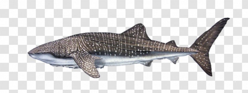 Clip Art Vector Graphics Whale Shark Image - Fauna - Killer Whales Habitat Transparent PNG