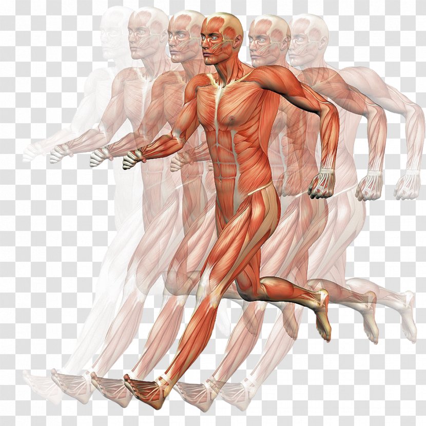 Homo Sapiens Muscle Human Body Motion Anatomy - Cartoon - Hand Transparent PNG