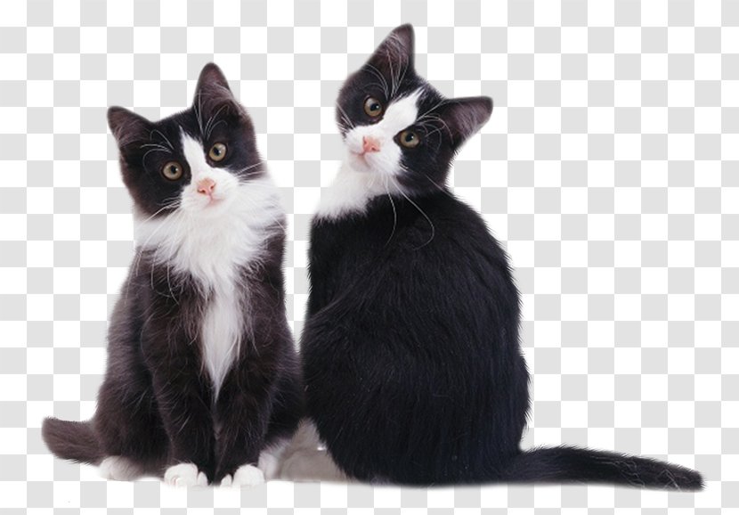 Kitten American Wirehair European Shorthair Whiskers Black Cat Transparent PNG