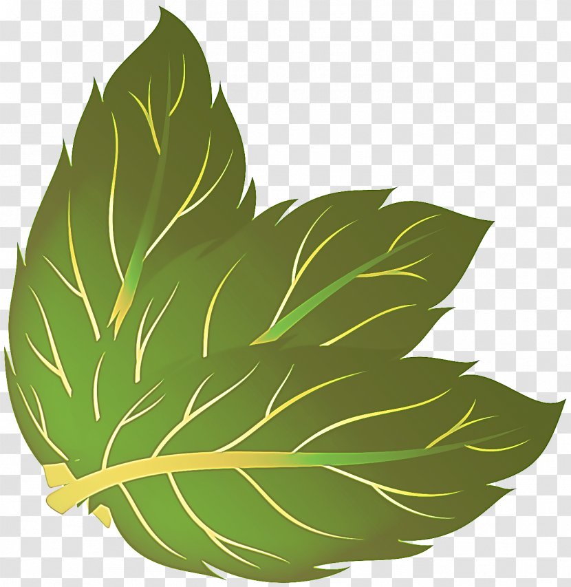 Leaf Green Plant Flower Herbaceous - Anthurium Herb Transparent PNG