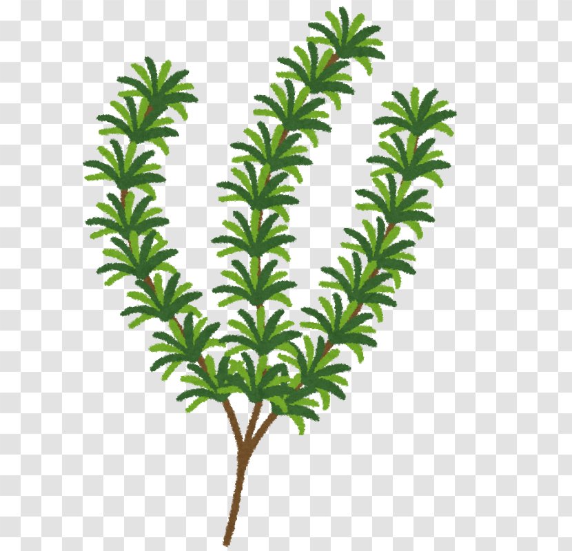 Rosemary Herb Health Food Extract - Plant Transparent PNG