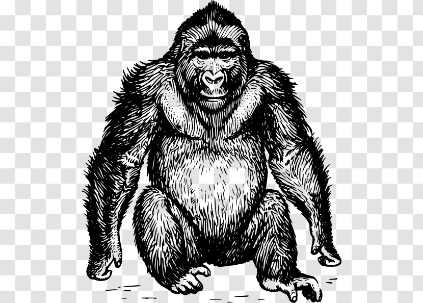 Ape Gorilla Orangutan Clip Art - Vertebrate - Chimpanzee Transparent PNG