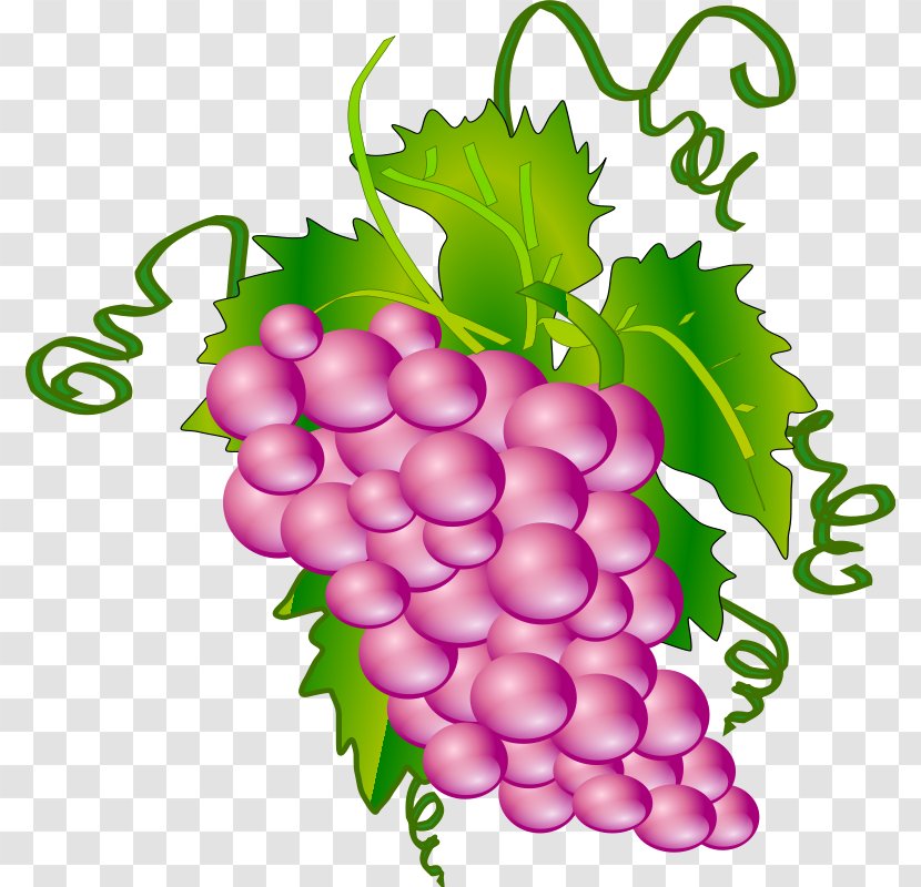 Common Grape Vine Wine Clip Art - Grapevine Family - Purple Grapes Cliparts Transparent PNG