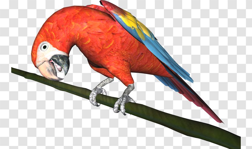 Budgerigar Macaw Parrot Bird Parakeet Transparent PNG