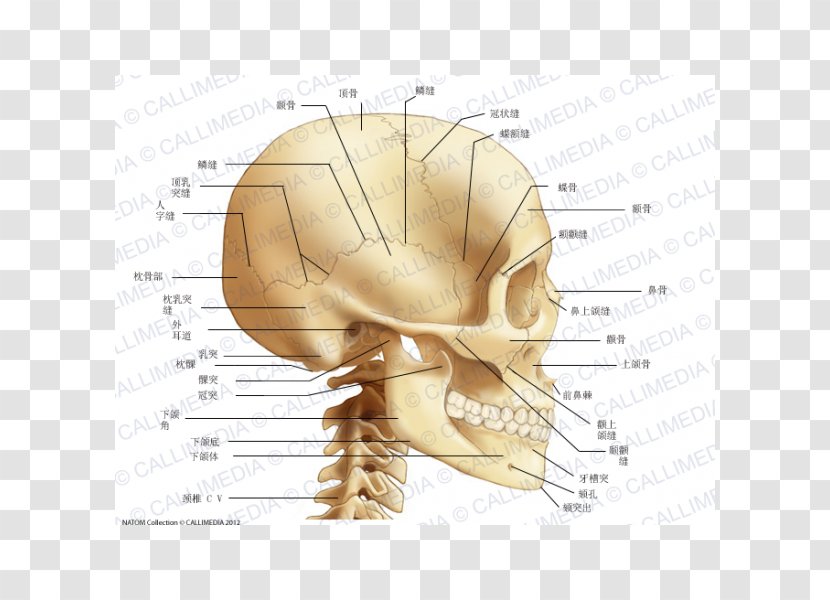 Bone Human Skull Cervical Vertebrae Neck - Watercolor Transparent PNG