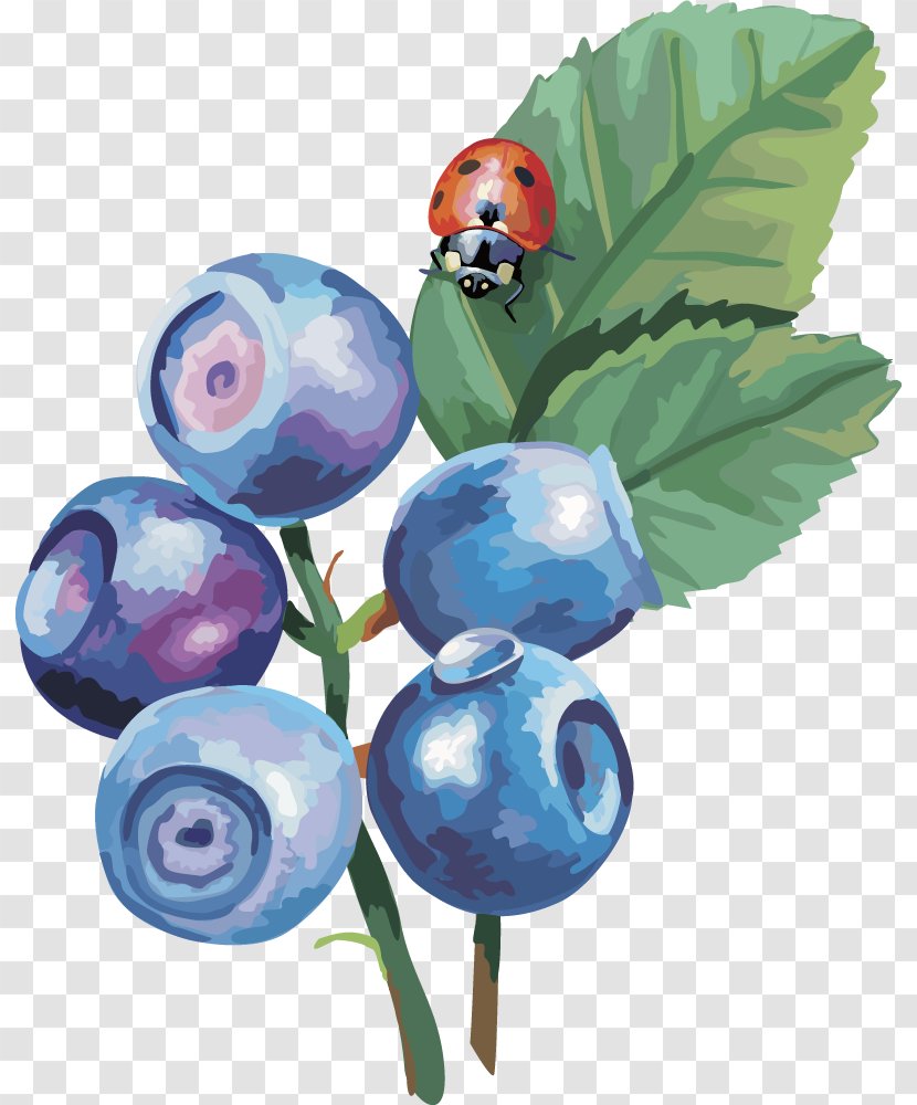 Bilberry Drawing Clip Art - Fruit - Vector Lantern Blueberry Fruit,blueberry Transparent PNG