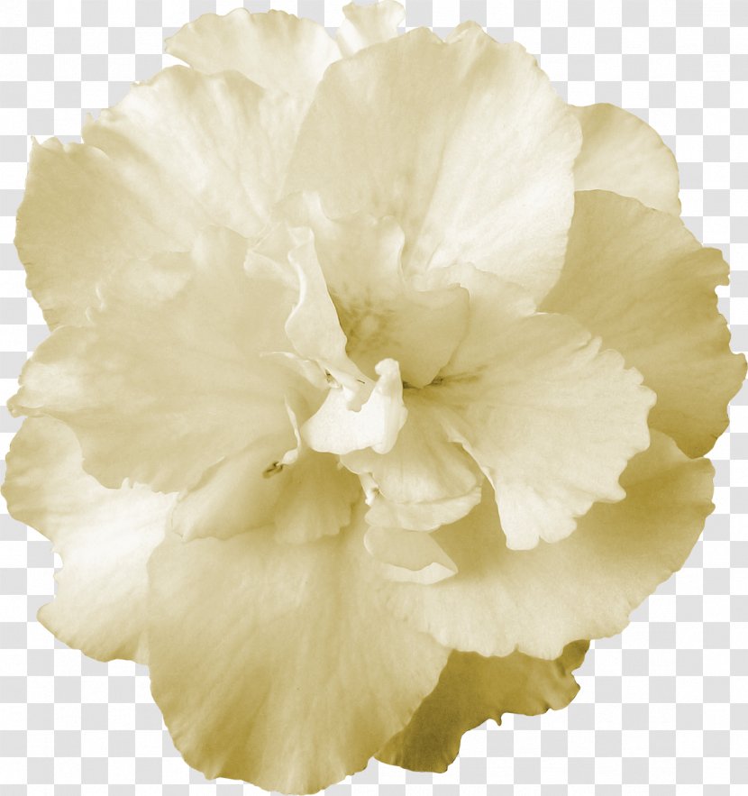 Chocolate Cut Flowers Gift Quality - Flower Transparent PNG
