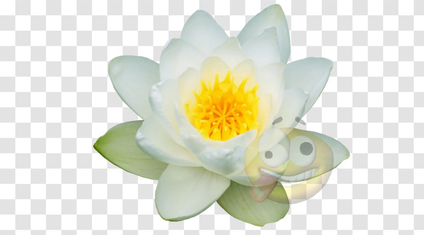 Lotus-m - Lotusm - Nymphaea Alba Transparent PNG