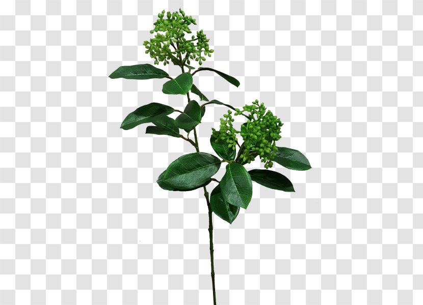 Flowerpot Leaf Plant Stem Herb - Branch Transparent PNG