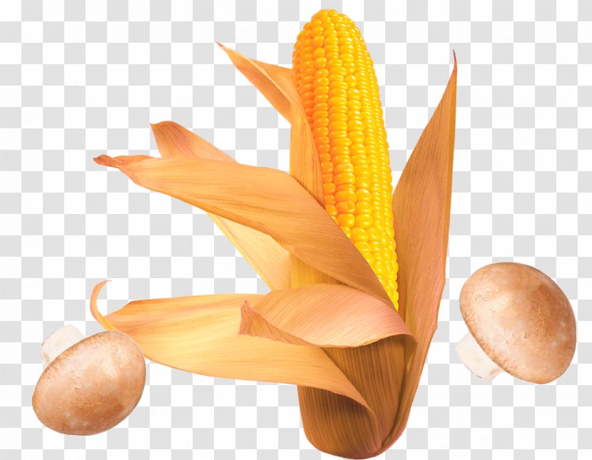Corn On The Cob Waxy Flint Sweet - Cobs Transparent PNG