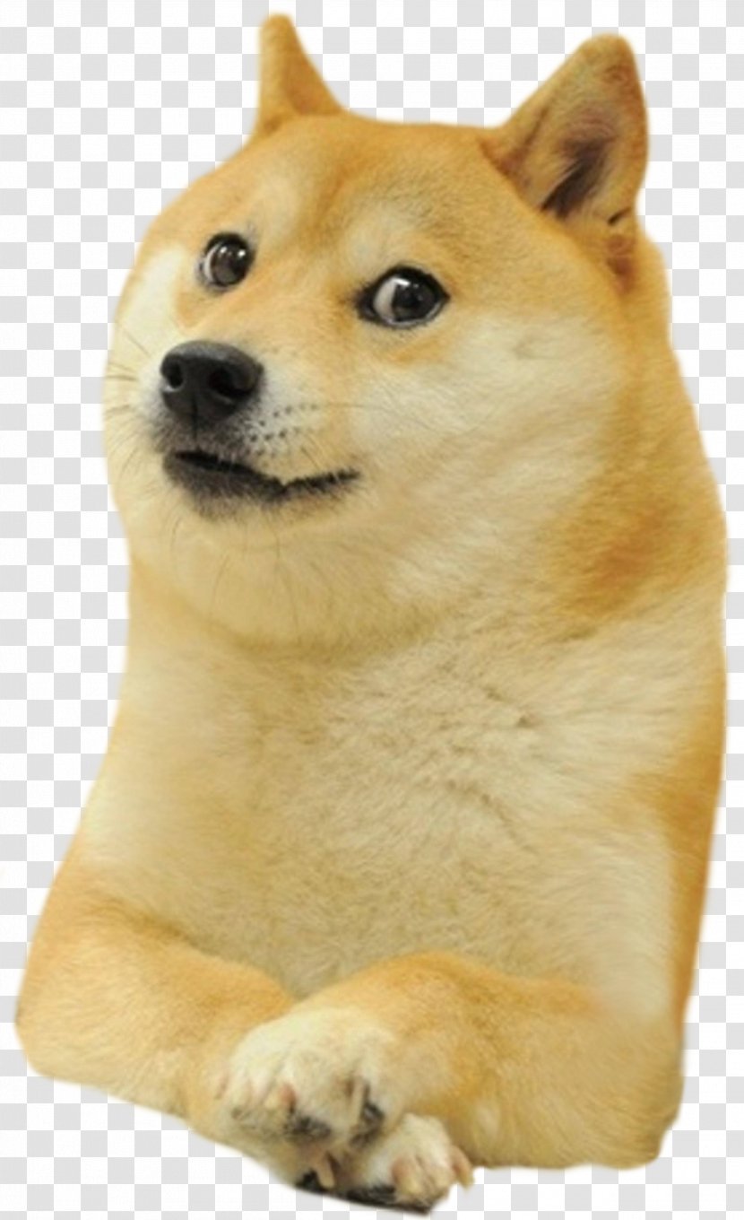 Shiba Inu World Of Warcraft Doge Snake Dogecoin - Canaan Dog - Deal With It Transparent PNG