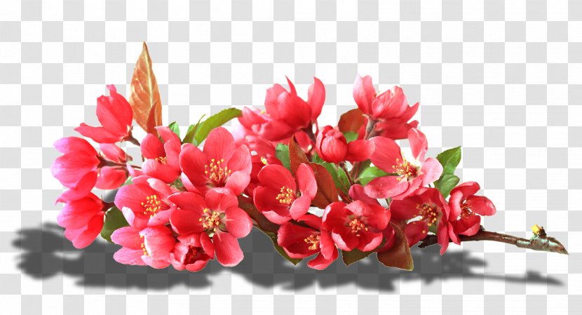 Floral Design Flower عندو الزين Petal - Cherry Blossom Transparent PNG