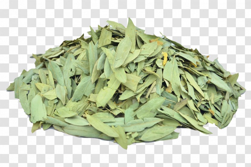 Alexandrian Senna Glycoside Cassia Herb Constipation - Moringa Transparent PNG