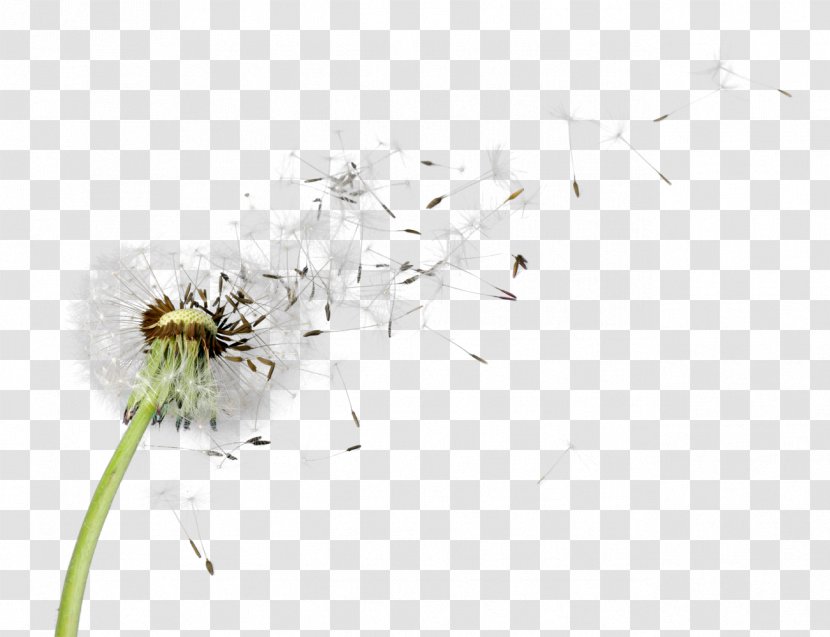 Stock Photography Royalty-free Psychologies - Pollinator - Dandelions Transparent PNG