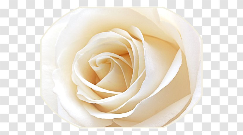 Garden Roses Cabbage Rose Cut Flowers Petal - Flower - Billing Transparent PNG