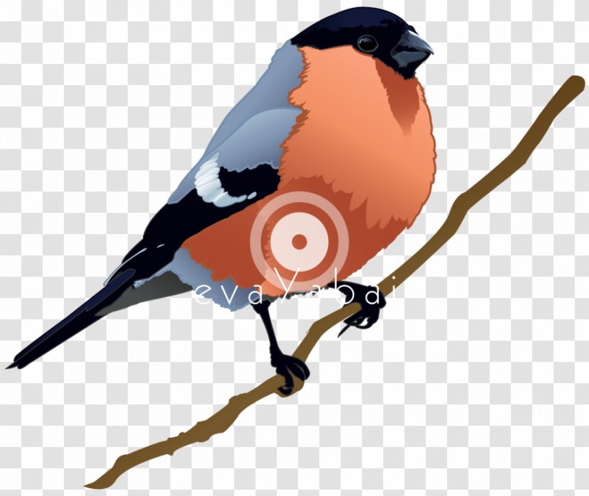 Bird Beak Clip Art - Bullfinch Transparent PNG