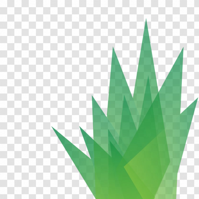 Leaf Angle - Green - Sofia Transparent PNG
