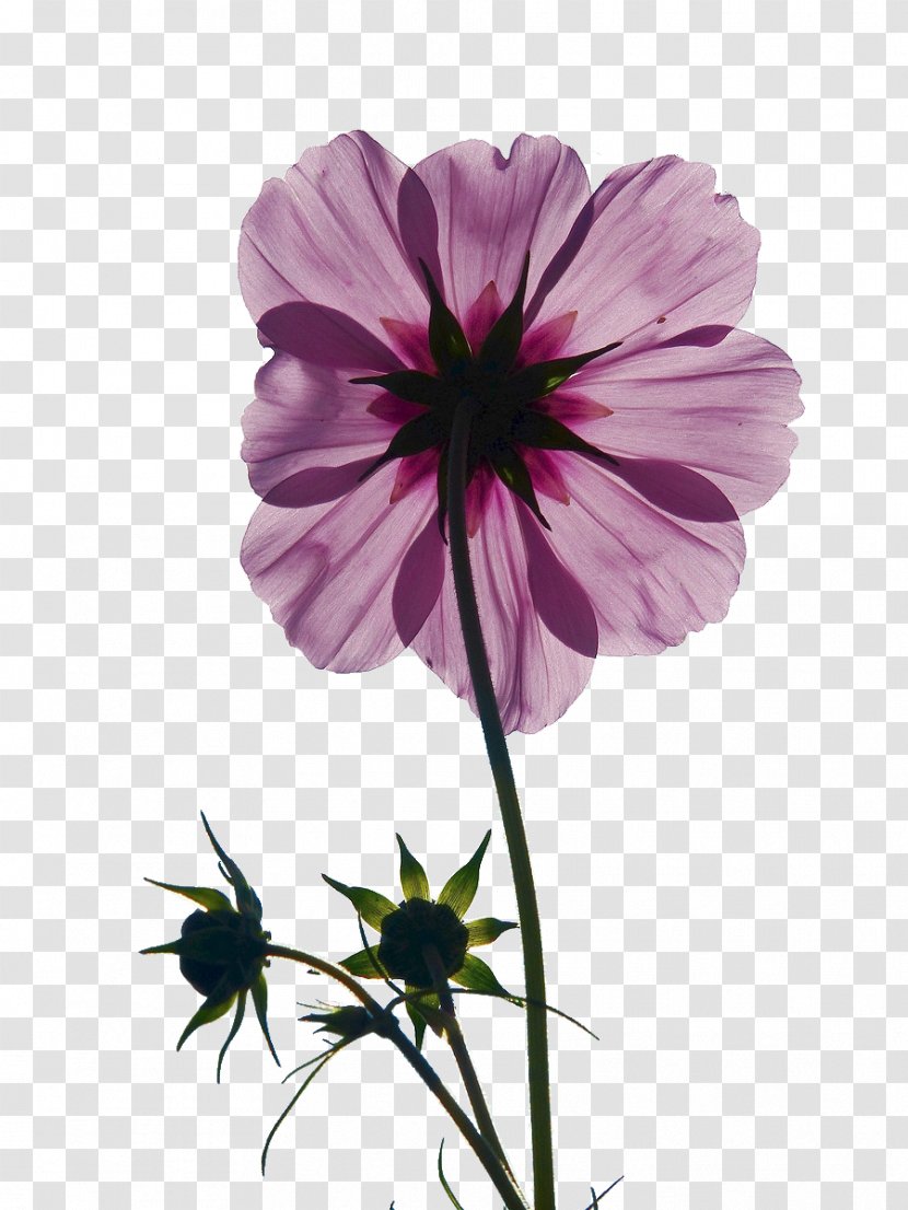 Cosmos Bipinnatus Pink Flowers Bud Stock.xchng - Family - Purple Transparent PNG