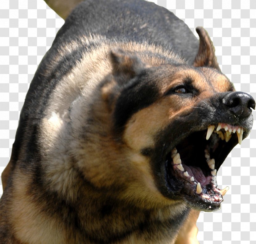 Bully Kutta Dog Bite Training Guard Leash Transparent PNG