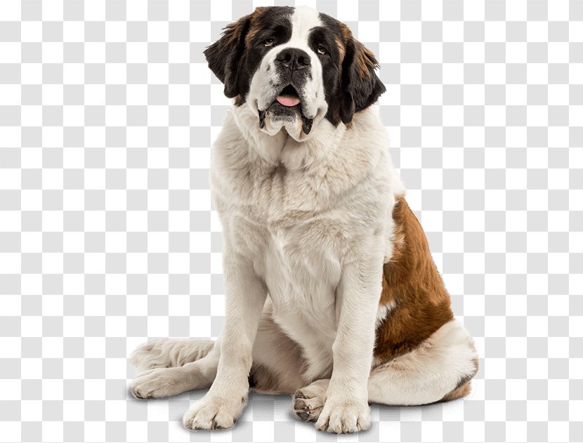 St. Bernard Golden Retriever Smooth Collie Puppy Dog Breed - Giant - Dogs Transparent PNG