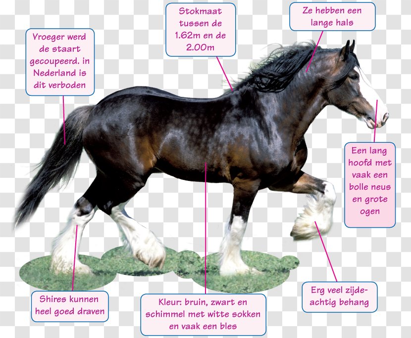 Stallion Shire Horse Pony Knabstrupper Mustang - Like Share Comment Transparent PNG