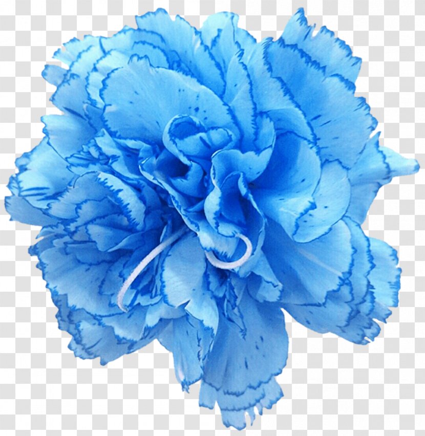 Carnation Rose Blue Cut Flowers - Flower Bouquet - Pea Transparent PNG