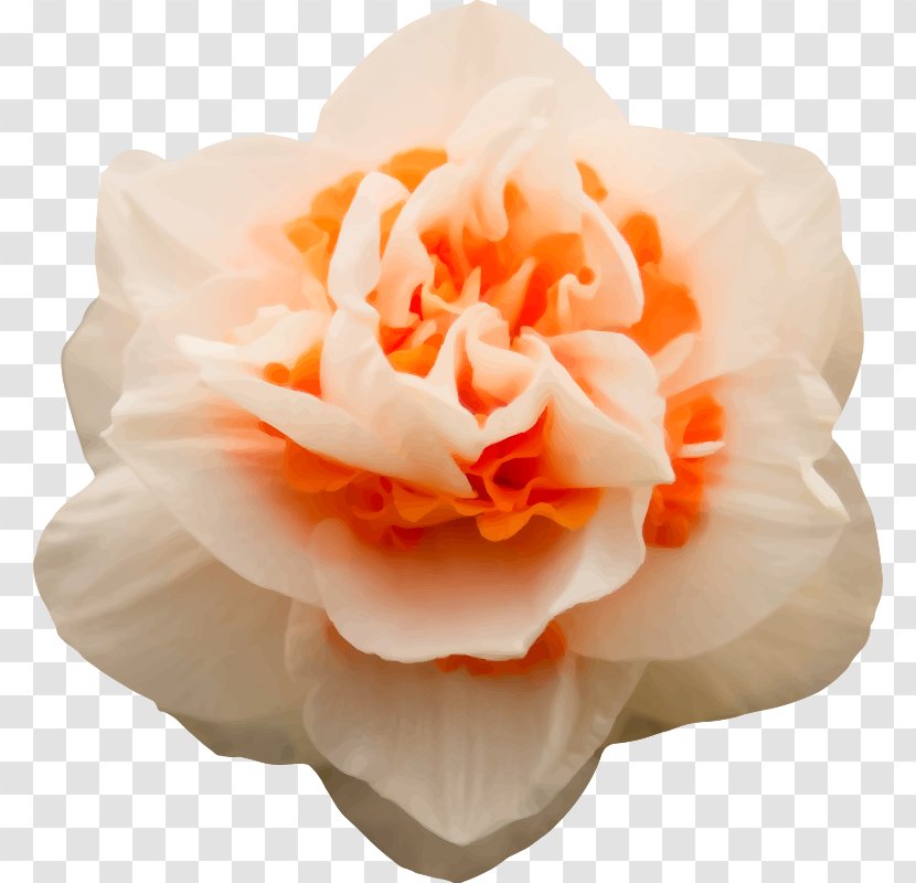 Garden Roses PhotoFiltre Clip Art - Dakimakura - 生日快乐 Transparent PNG