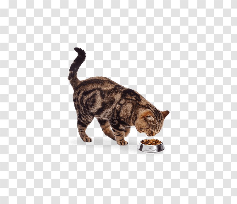 Tabby Cat Domestic Short-haired Dog Whiskers - Pet Shop Transparent PNG