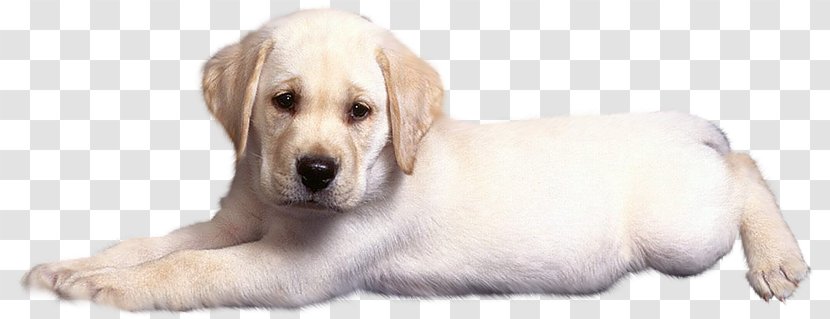Golden Retriever Labrador Puppy Dog Breed Companion Transparent PNG