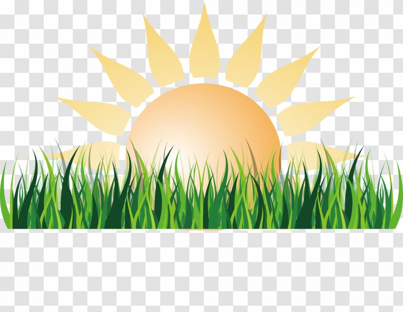 Sunlight Euclidean Vector - Commodity - Sun And Lawn Transparent PNG