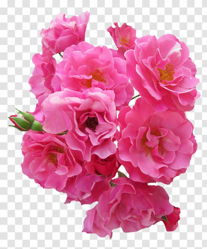 Flower Rose Pink - Garden Roses - Bunch Transparent PNG
