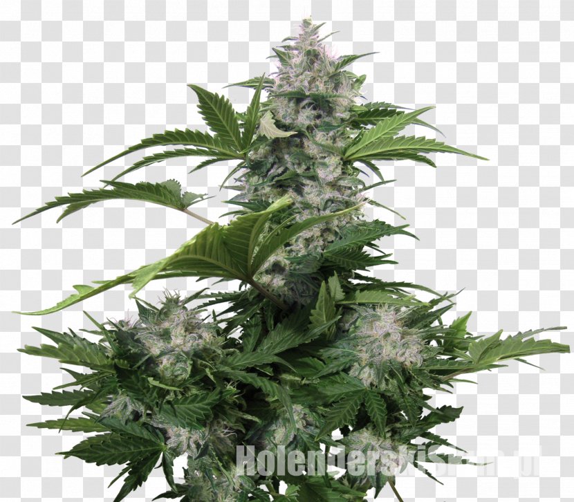 Autoflowering Cannabis Seed Bank Seedsman Seeds - Ruderalis Transparent PNG