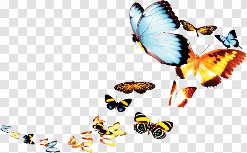 Poster - Wing - Butterfly Transparent PNG