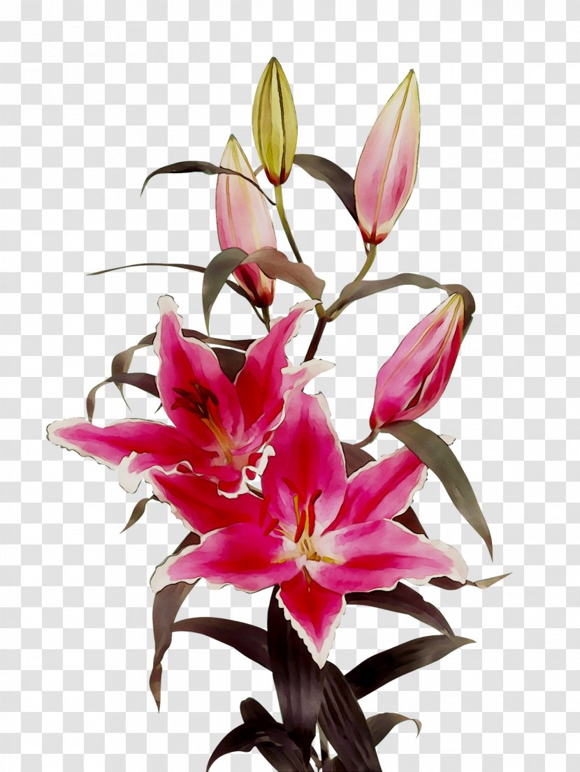 Floristry Cut Flowers Petal Pink M - Lily Transparent PNG