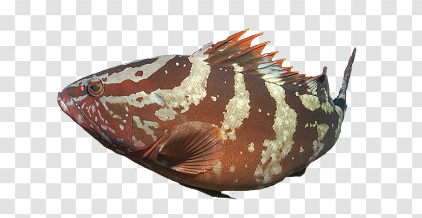 Marine Biology Invertebrate Fish - Organism Transparent PNG