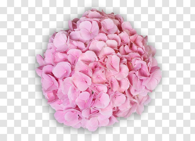 Garden Roses Centifolia Cut Flowers Hydrangea - Sensation Transparent PNG