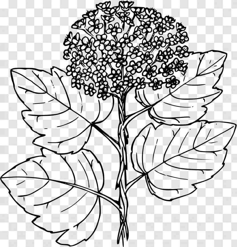 Floral Design Ninebark Physocarpus Malvaceus Clip Art - Picea Engelmannii - Plant Stem Transparent PNG
