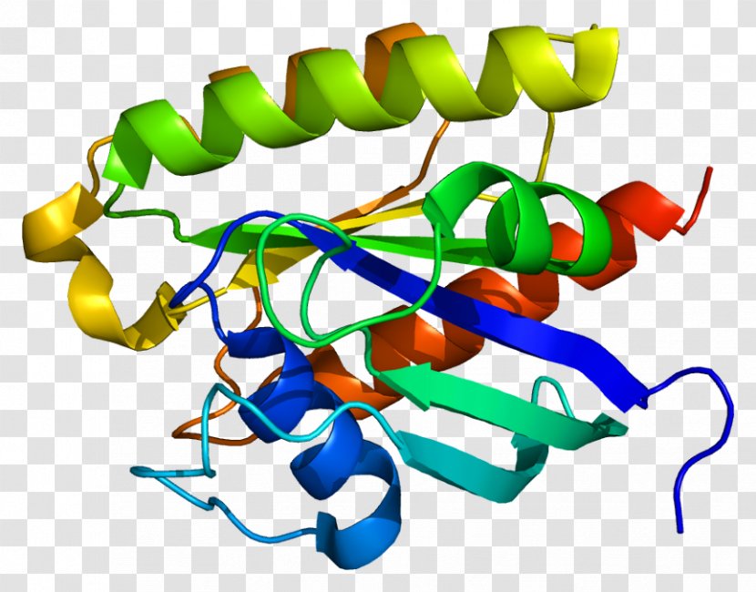 RRAS Protein Gene Ras Subfamily Wikipedia - Human - Javanese Language Transparent PNG