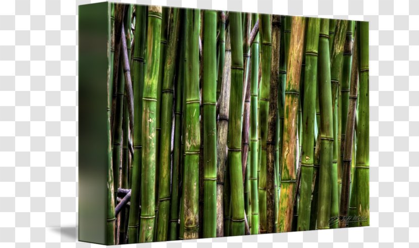 Tropical Woody Bamboos Camera Lens Flickr - Bamboo Forest Transparent PNG