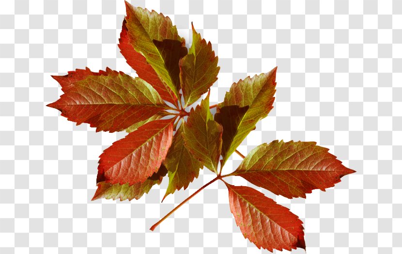Autumn Leaf Color Fashion Winter - Maple Transparent PNG