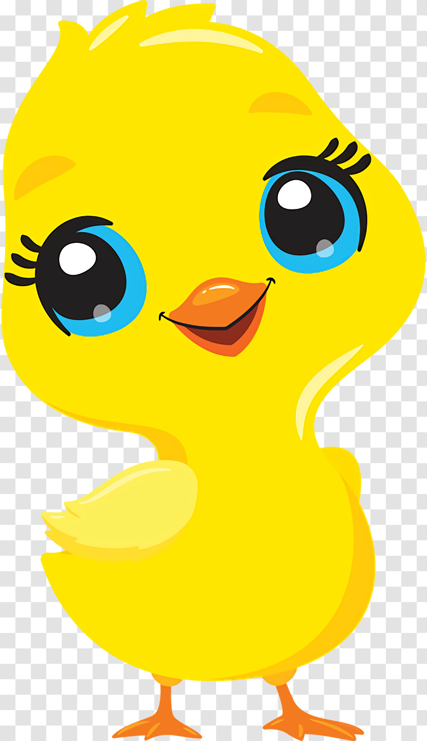 Duck Ducks Birds Beak Water Bird Transparent PNG