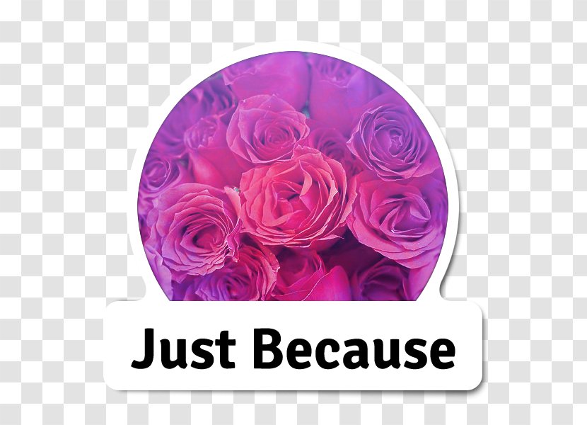 Garden Roses Cut Flowers Floral Design Flower Bouquet - Violet Transparent PNG