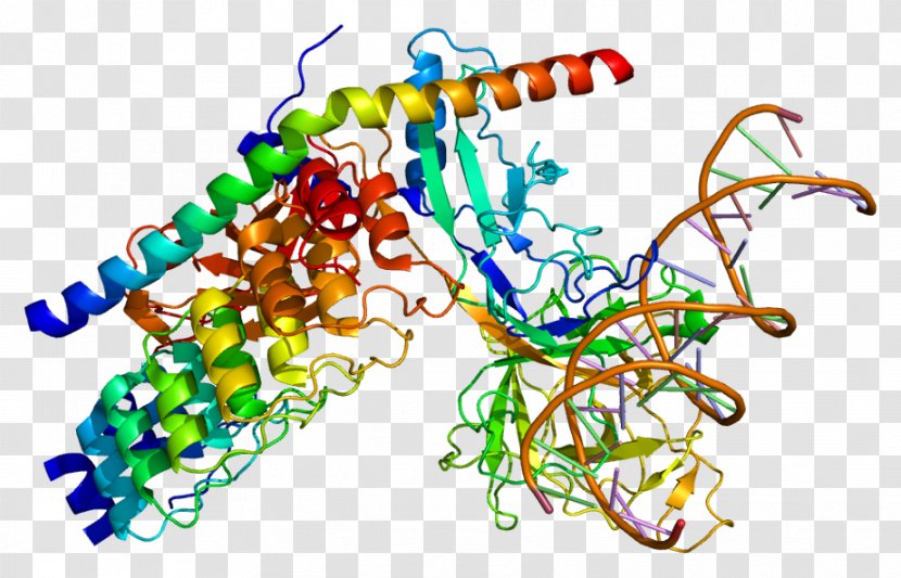 RBPJ Notch Signaling Pathway Protein MAML1 Gene - Histone - Art Transparent PNG