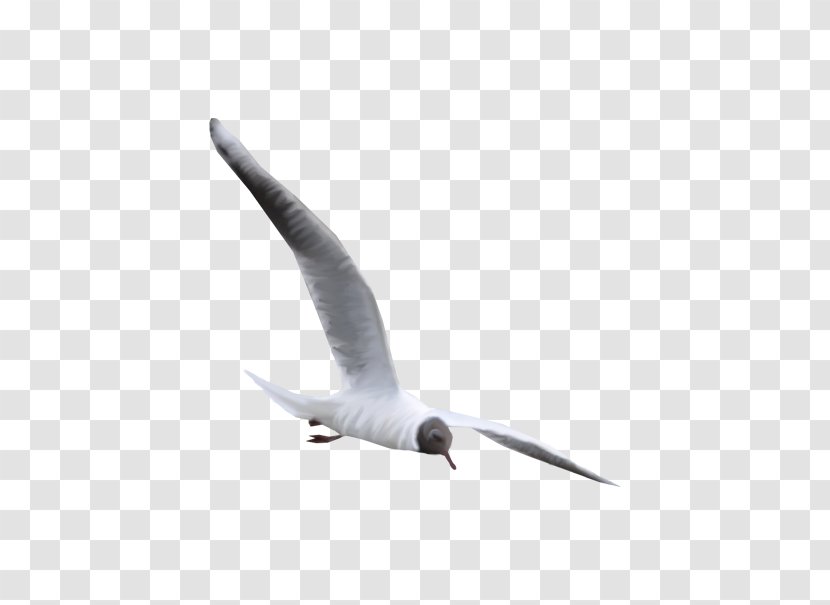 Bird Rock Dove Nature - Seabird Transparent PNG